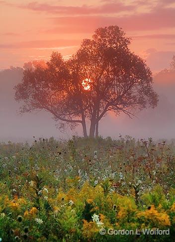 Tree In Foggy Sunrise_20405.jpg - Photographed near Smiths Falls, Ontario, Canada.